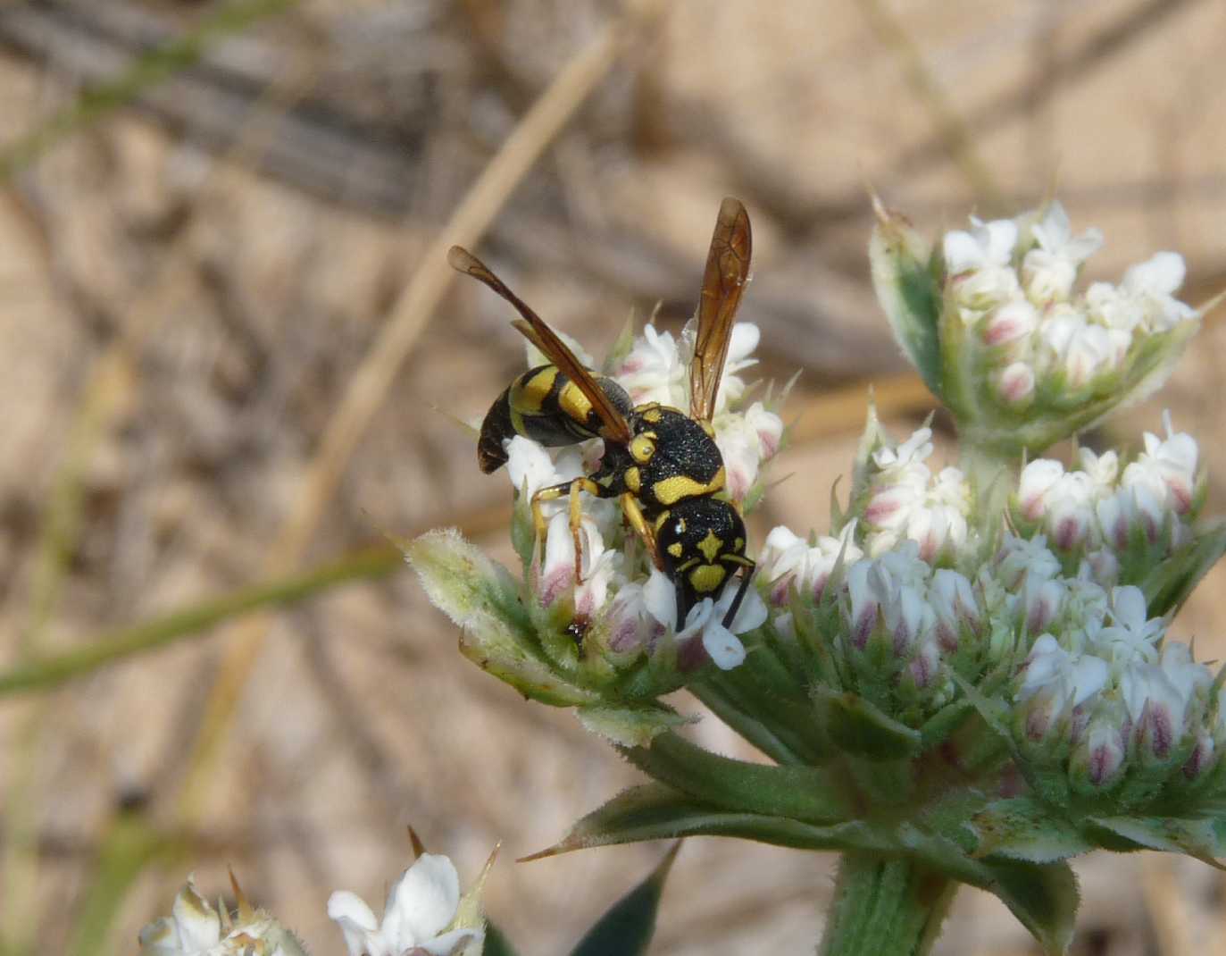 Parodontodynerus ephippium.